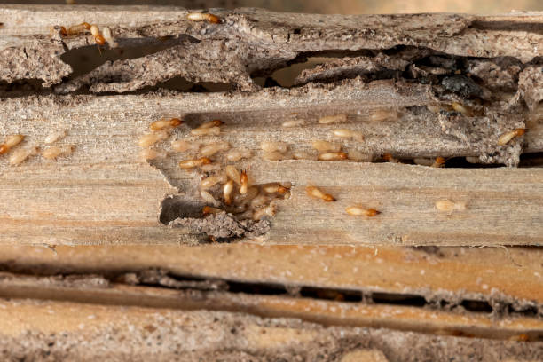 Best Local Pest Control Services  in Monticello, LA