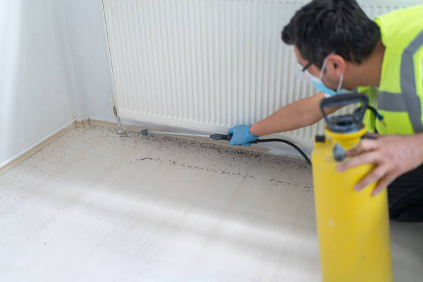Best Flea Control Services  in Monticello, LA